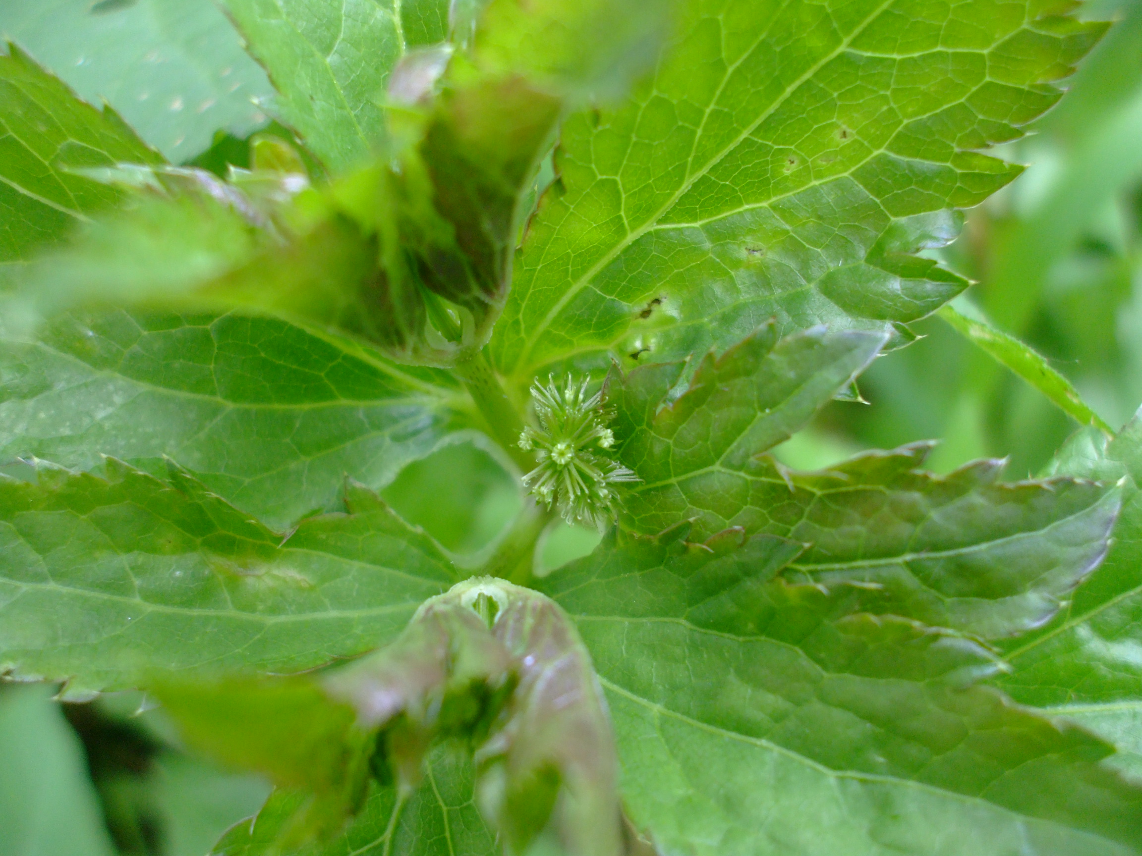 Sanicula canadensis